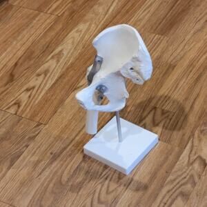 Hip Bone Model Human Hip Joint Model Educational Tool Made in Germany
